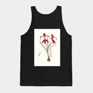 Aztec lilies - Sprekelia formosissima  - botanical illustration Tank Top